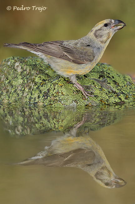 Piquituerto (Laxia curvirostra)